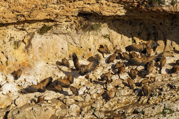 Vautours fauves nichant dans des ravines rocheuses de granit