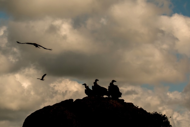 Photo vautours sur un gros rocher avec le ciel nuageux