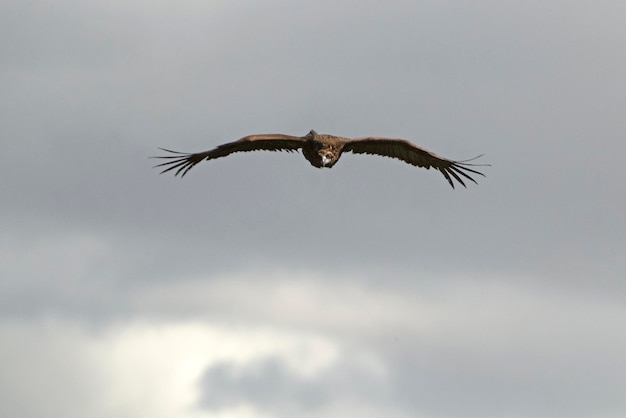 Vautours noirs volant dans une région méditerranéenne montagneuse avec la première lumière du da