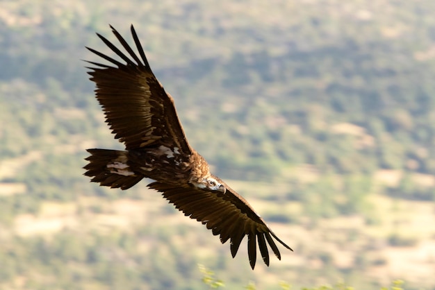 Vautours noirs volant dans une région méditerranéenne montagneuse avec la première lumière du da