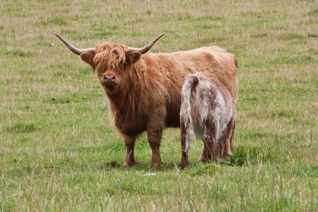 Veau Angus avec sa mère, Ecosse, Sutherland