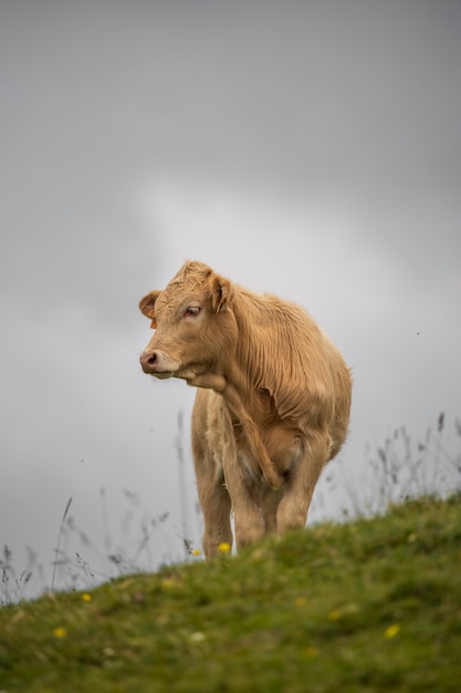 Veau blanc à l'extérieur avec de l'herbe