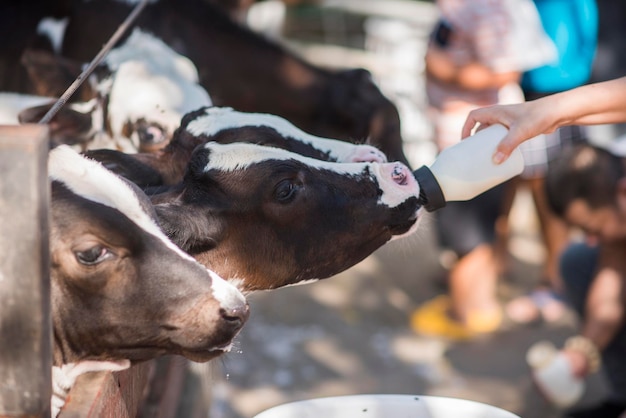 Photo le veau boit du lait de l'alimentateur