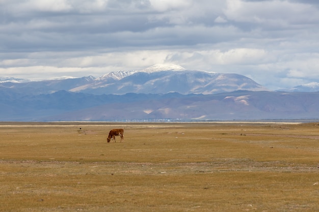 Un veau brun solitaire broute. dans les prairies des montagnes de l'Altaï. Russie.