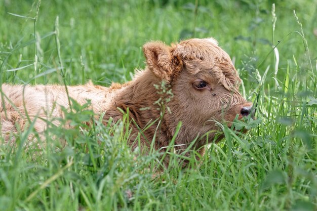 Veau sur le champ