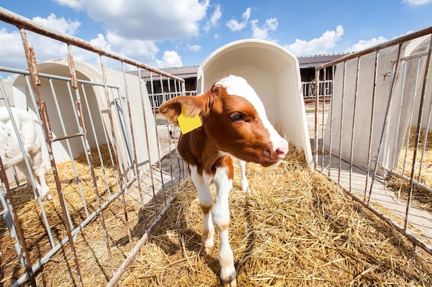 Un veau dans un enclos sur une ferme laitière.