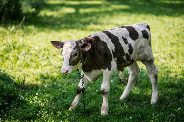 Veau dans le pré en campagne