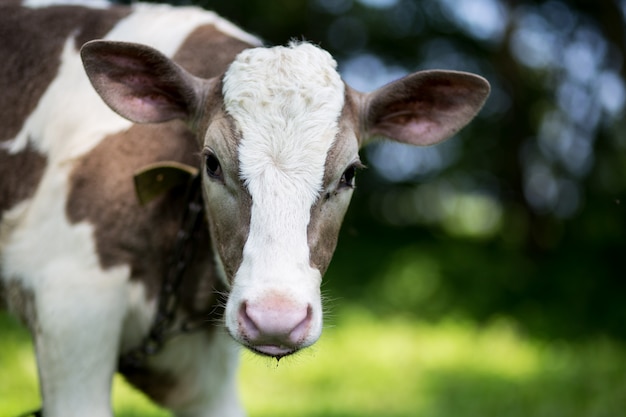 Veau dans le pré en campagne