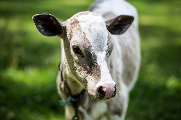 Veau dans le pré en campagne