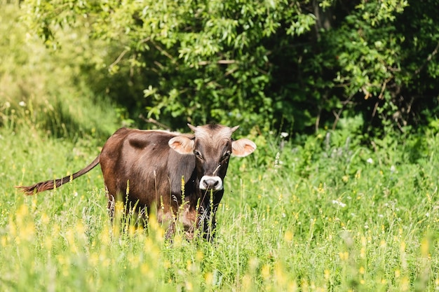 Veau dans le pré