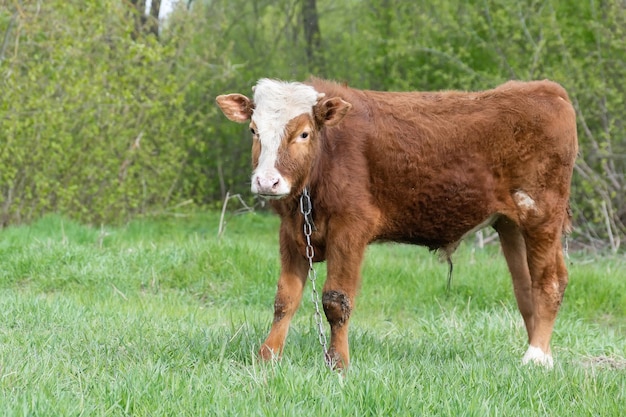 Veau dans le préx9