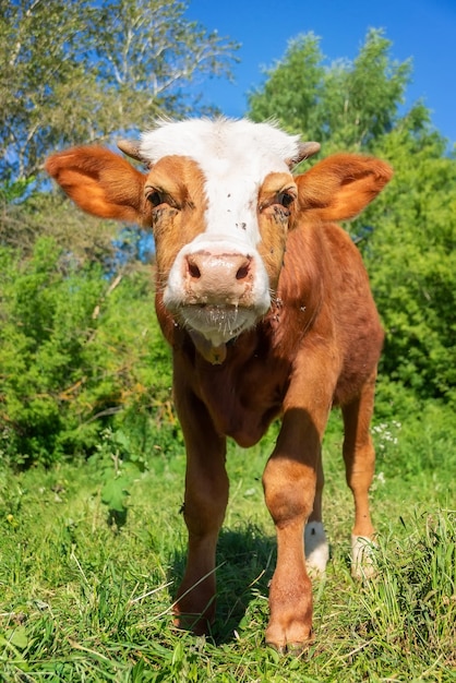 Veau dans le préx9