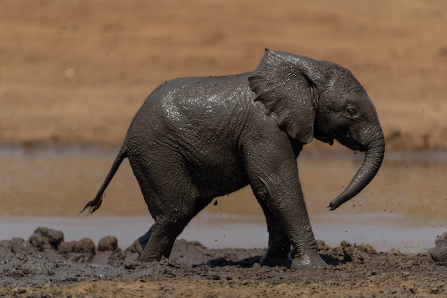 Veau d'éléphant dans la boue