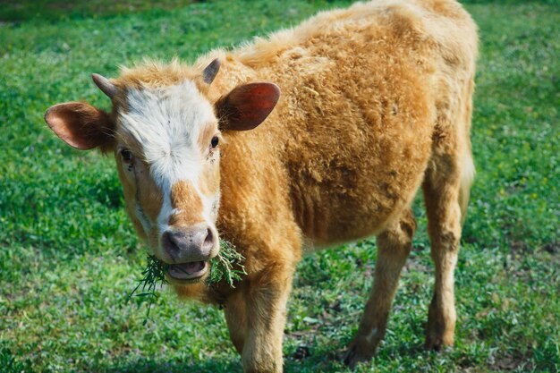 Le veau mange de l'herbe dans un pré vert et regarde la caméra