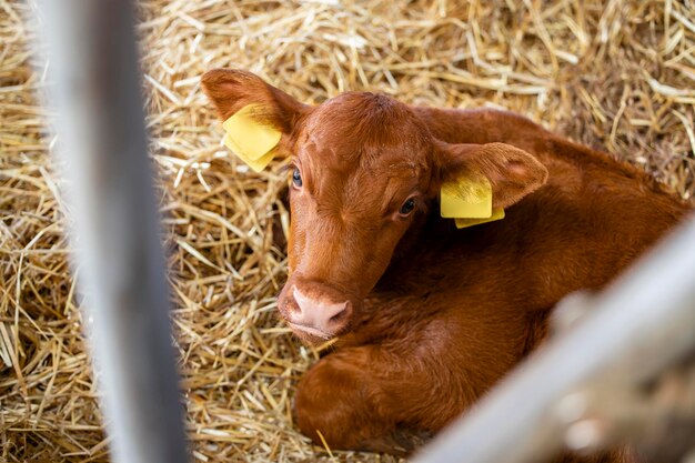 Veau marqué d'étiquettes de bétail sur les oreilles couché dans la paille à la ferme