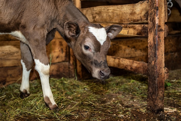 Veau mignon dans l'écurie