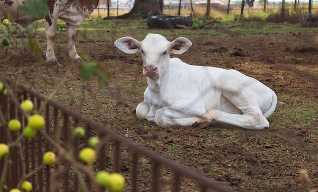 Veau né allongé sur l'herbe verte à la ferme