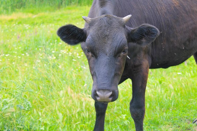 Veau noir au pâturage