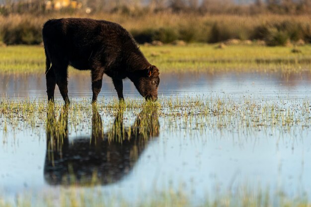 Veau paissant dans les marais de l'Ampurdan.