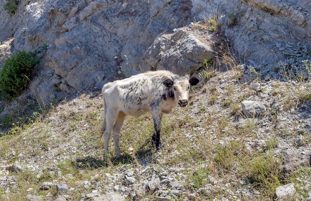 Le veau paît au bord de la route dans les montagnes