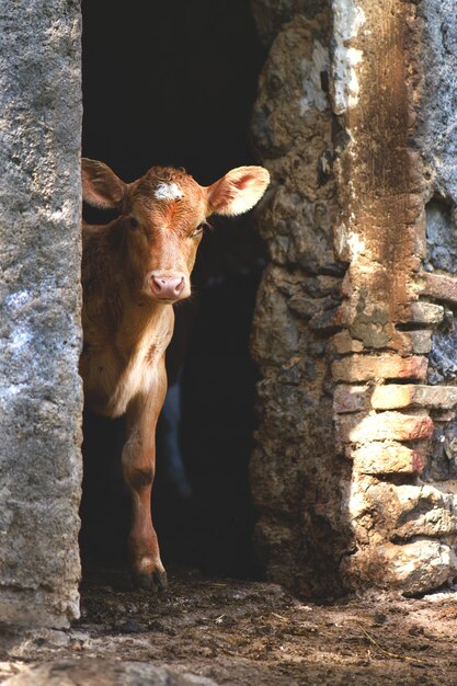 Un veau sur la porte d'une écurie