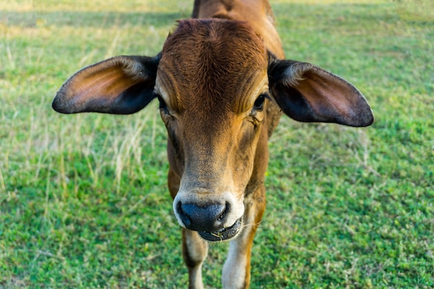 Le veau de vache brune sur le terrain.