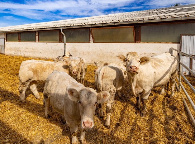 Veaux charolais en pouponnière