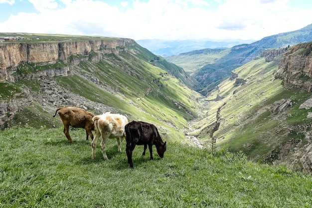 Veaux sur le fond de la vallée de Khunzakh Cascades de Khunzakh Daghestan 2021