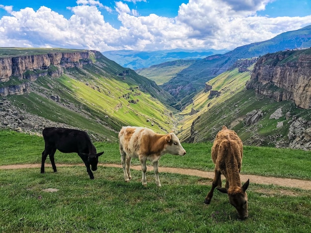 Veaux sur le fond de la vallée de Khunzakh Cascades de Khunzakh Daghestan 2021