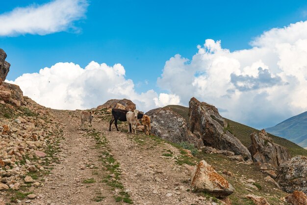 Veaux Sur Une Route De Montagne Rocheuse