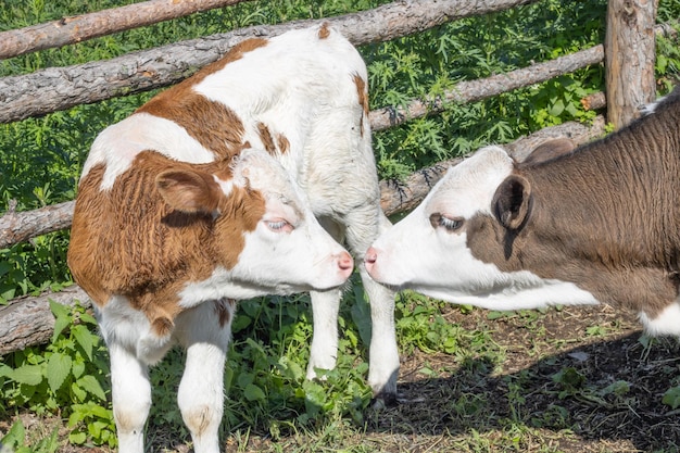 Les veaux sont bruns avec des taches blanches Jeunes taureaux