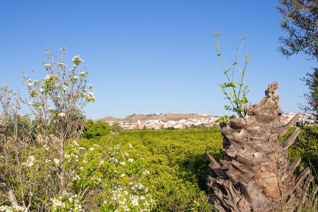 Vega Baja del Segura -Benijofar - Distintos lugares de este municipio de Alicante