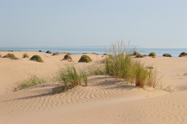 Photo vega baja del segura guardamar del segura paisaje de dunas junto al mar