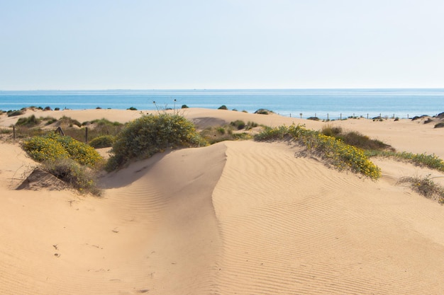 Photo vega baja del segura guardamar del segura paisaje de dunas junto al mar