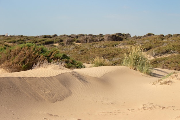 Photo vega baja del segura guardamar del segura paisaje de dunas junto al mar