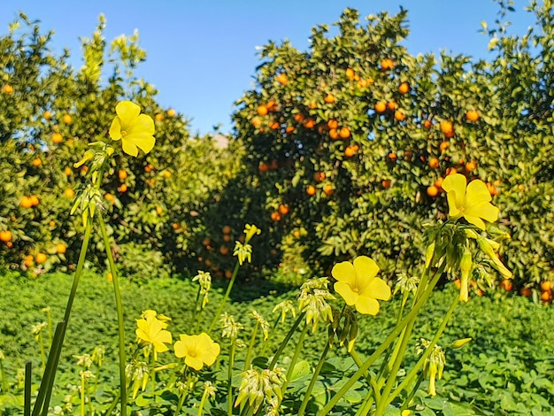 Vega Baja del Segura Orihuela Paisajes de la sierra la huerta y sus detalles