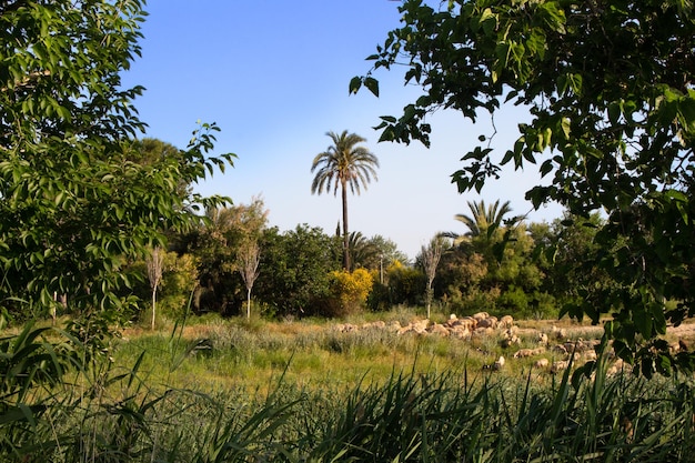 Vega Baja del Segura - Orihuela - Paysages dans la Huerta de la Vega Baja