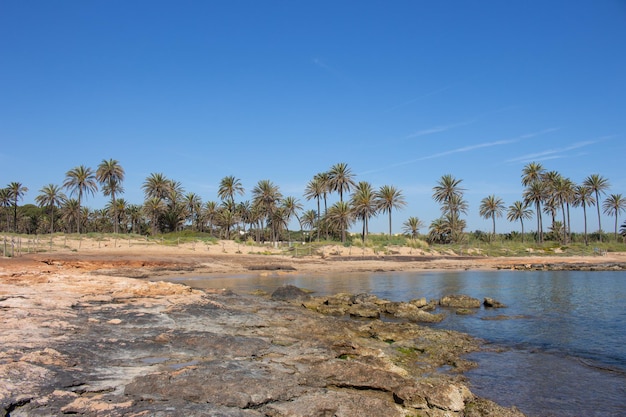 Vega Baja del Segura - Palmeraie de Cala Ferris à Torrevieja