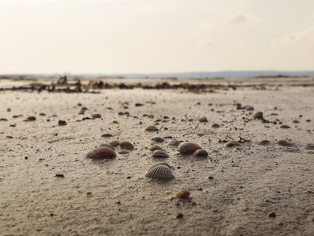 Vega Baja del Segura - Salinas de Torrevieja - La Laguna Salada y su entorno, un paisaje unico