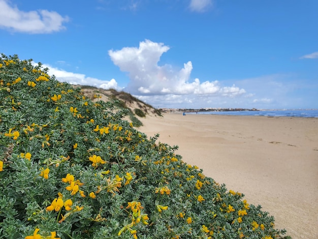 Photo vega baja del segura et la torre de la horadada, les dunes de la playa de las higuericas