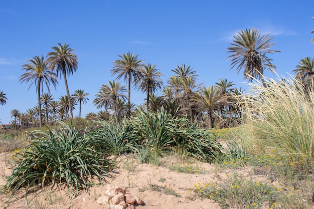 Photo vega baja del segura torrevieja un oasis junto al mar en cala ferris