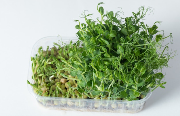 Veganisme. Alimentation équilibrée. Pois Microgreen dans un plateau en plastique sur un fond blanc.