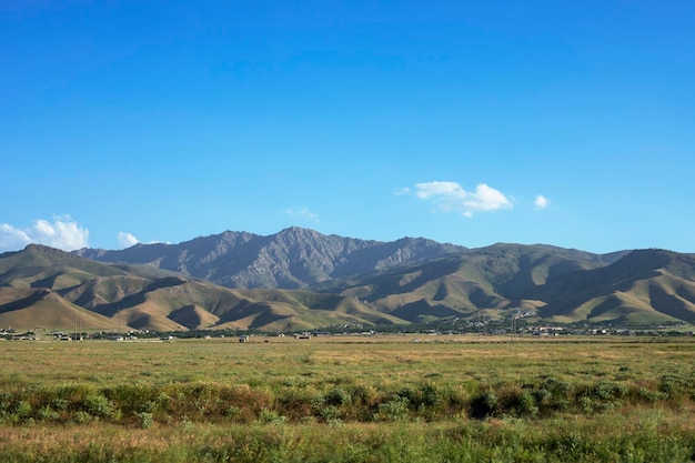 Végétation dans le climat chaud de la steppe