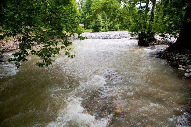 Végétation dense de la forêt du lit de la rivière