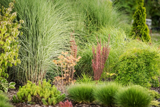 Végétation du jardin