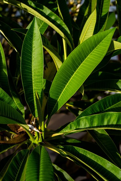 Végétation estivale sur une station balnéaire tropicale