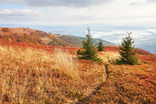 La végétation des hautes terres estivale modeste et les couleurs exceptionnellement belles fleurissent en automne, avant le froid. Bleuets rouge vif, vert forêt de conifères, orange buk- montagnes sinie- charme fantastique.