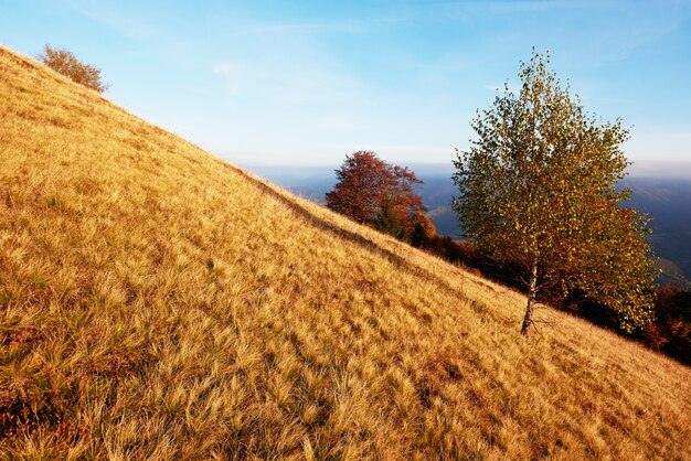 La végétation des hautes terres estivale modeste et des couleurs exceptionnellement belles fleurissent en automne