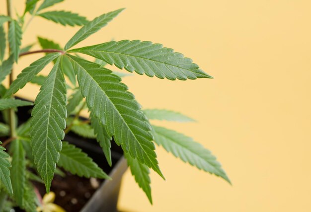 végétation de marijuana plantes chanvre CBD culture cannabis fond jaune Culture de cannabis