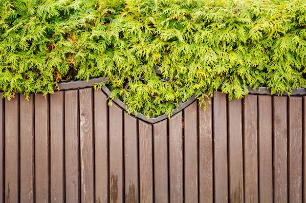 La végétation pèse sur un banc de bois